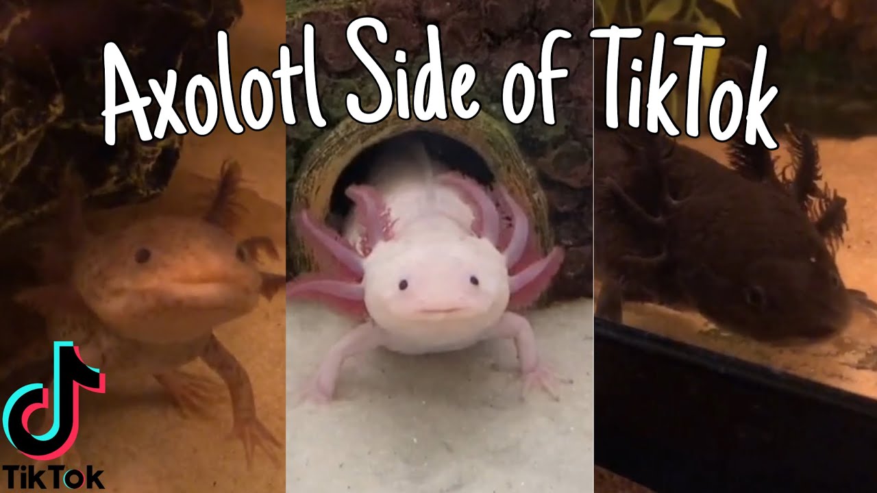 Axolotl Side of TikTok