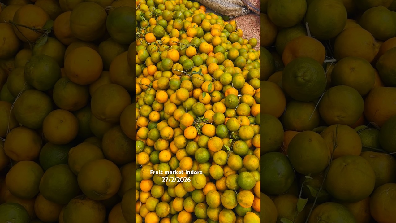 🍊संतरा मे तेजी 🤩🤩 // indore mandi orange update // #orange #santra #fruit