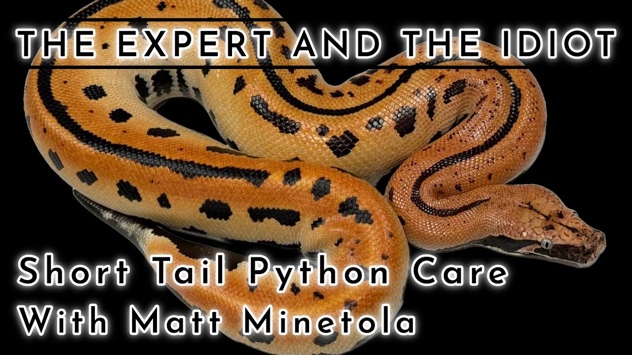 Blood and Short Tail Python Care Guide with Matt Minetola - A Reptile Care Guide