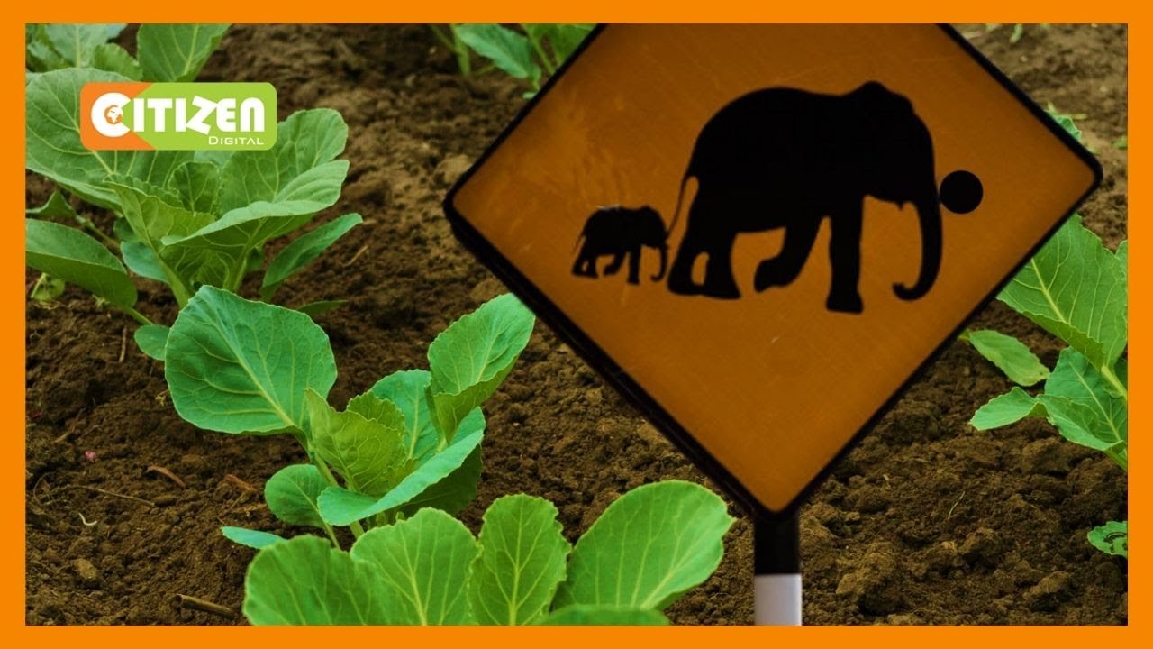 | AMBOSELI ACRIMONY | Horticultural farm established in a vital part of Amboseli ecosystem