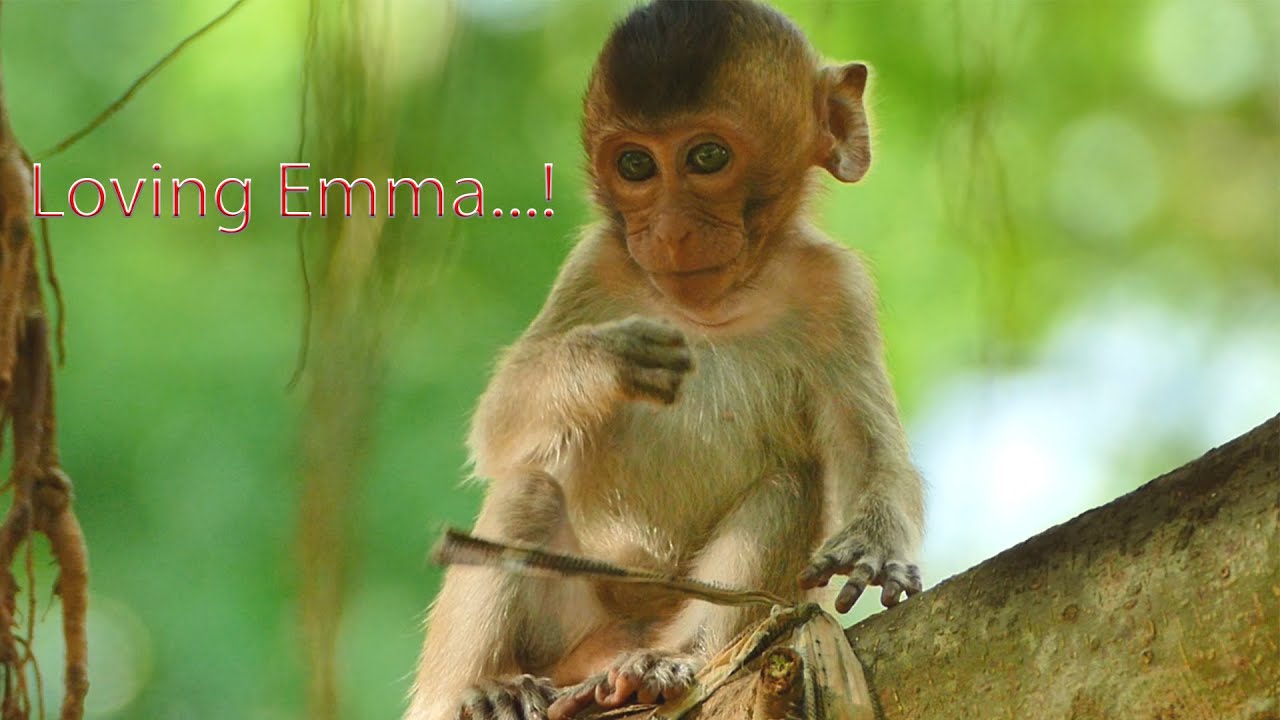 Lovely Round Brown Eyes...Bebe Emma Monkey Got Best Lovable Eyes of All - She Still Looks So Tiny
