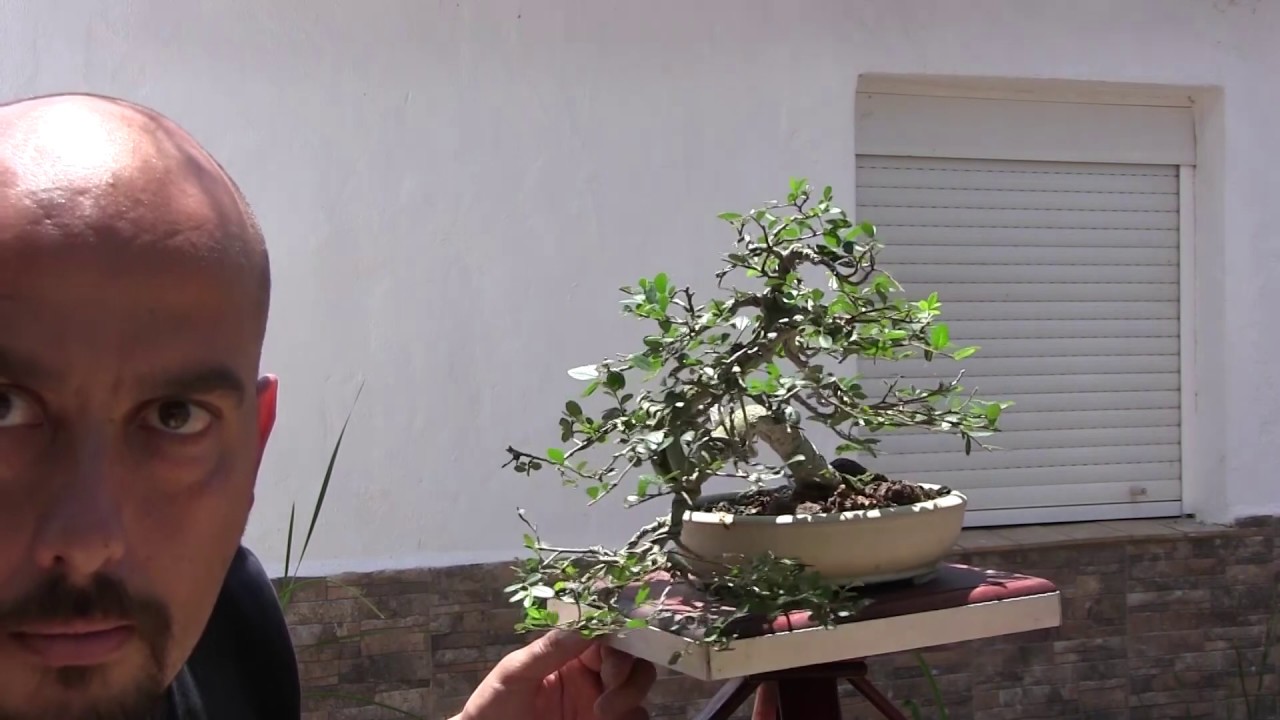 Bonsai Zero Olmo mayo 2019