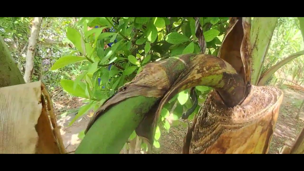 Todos pés de bananas com  pencas  de bananas.