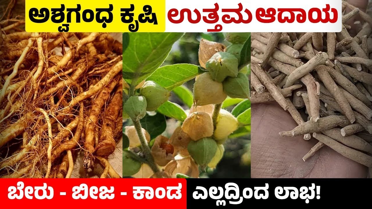 Ashwagandha Farming In Kannada | Medicinal Plant Farming | ಅಶ್ವಗಂಧ ಬೆಳೆಯ ಬೇಸಾಯ ಕ್ರಮ | Herbal Farming