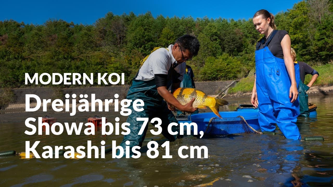 Wir fischen den Sansai Naturteich Yamaguchi ab | Modern Koi Blog #6997