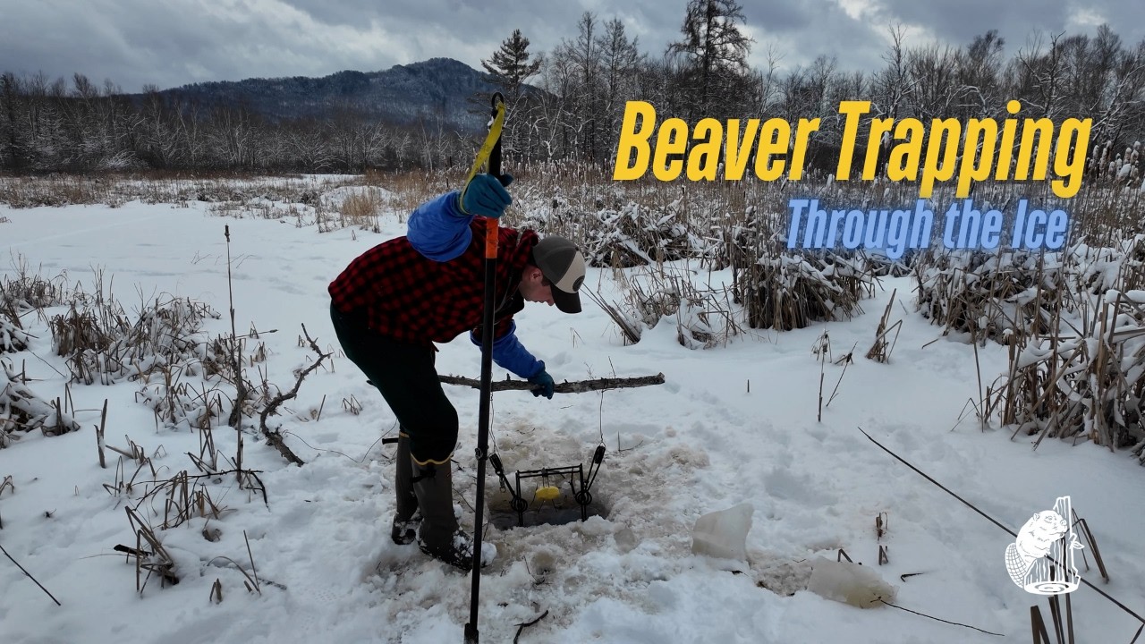Beaver Trapping Through the Ice: Winter Wetland Trapping
