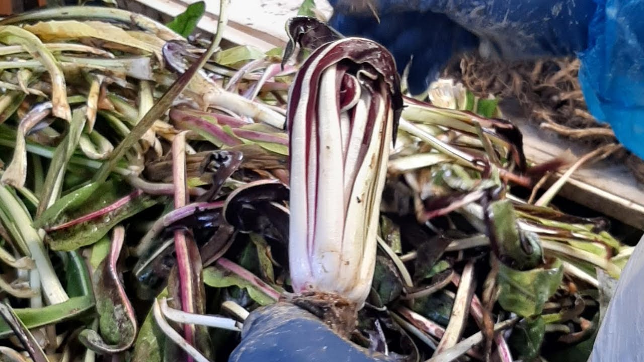Il radicchio di Treviso: dalla produzione, alla lavorazione fino al confezionamento
