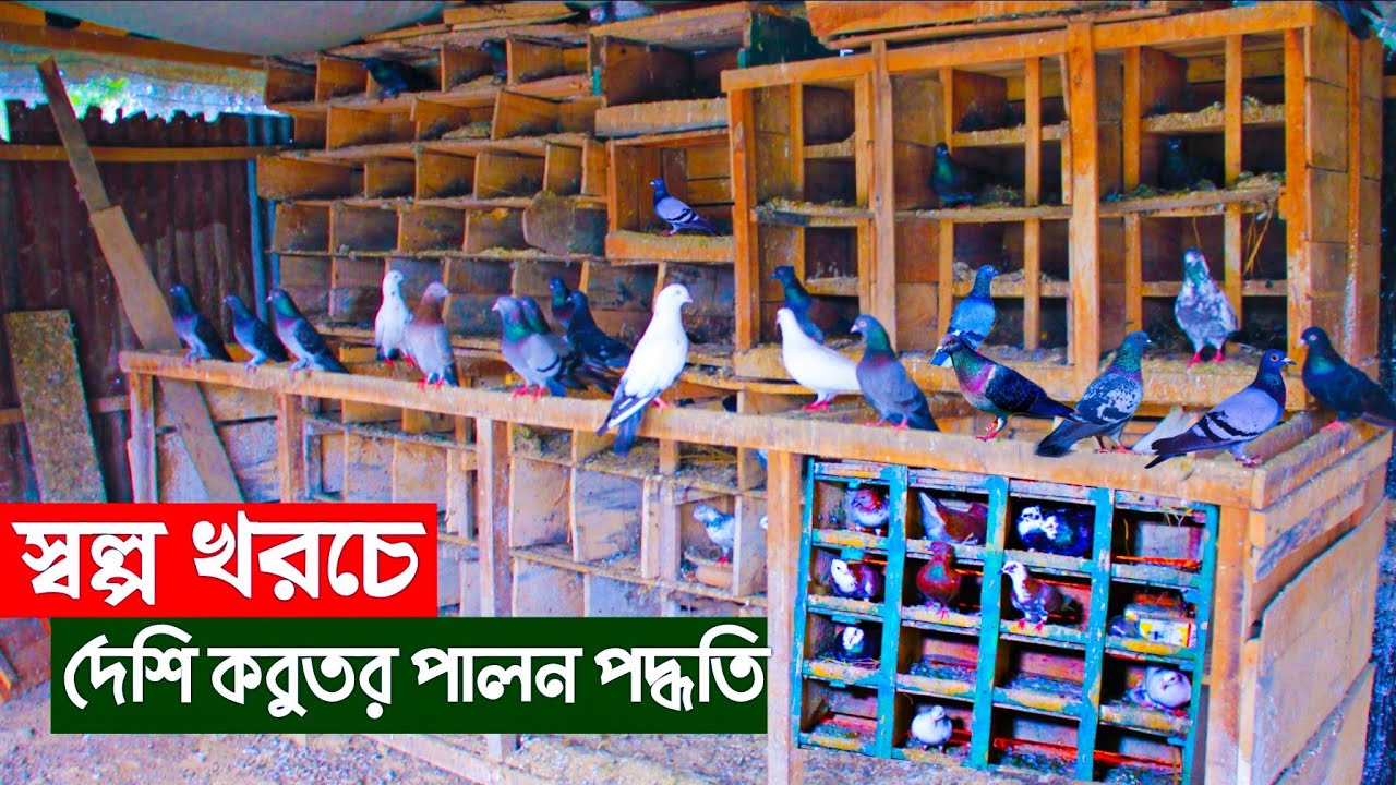 #33 মুক্তচারন পদ্ধতিতে সল্প খরচে কবুতর পালন পদ্ধতি। কবুতরের খামার Pigeon Fram