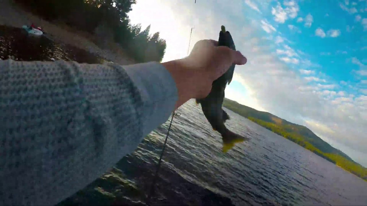 Kokanee Salmon Encounter at Stampede Reservoir (Truckee, CA area)