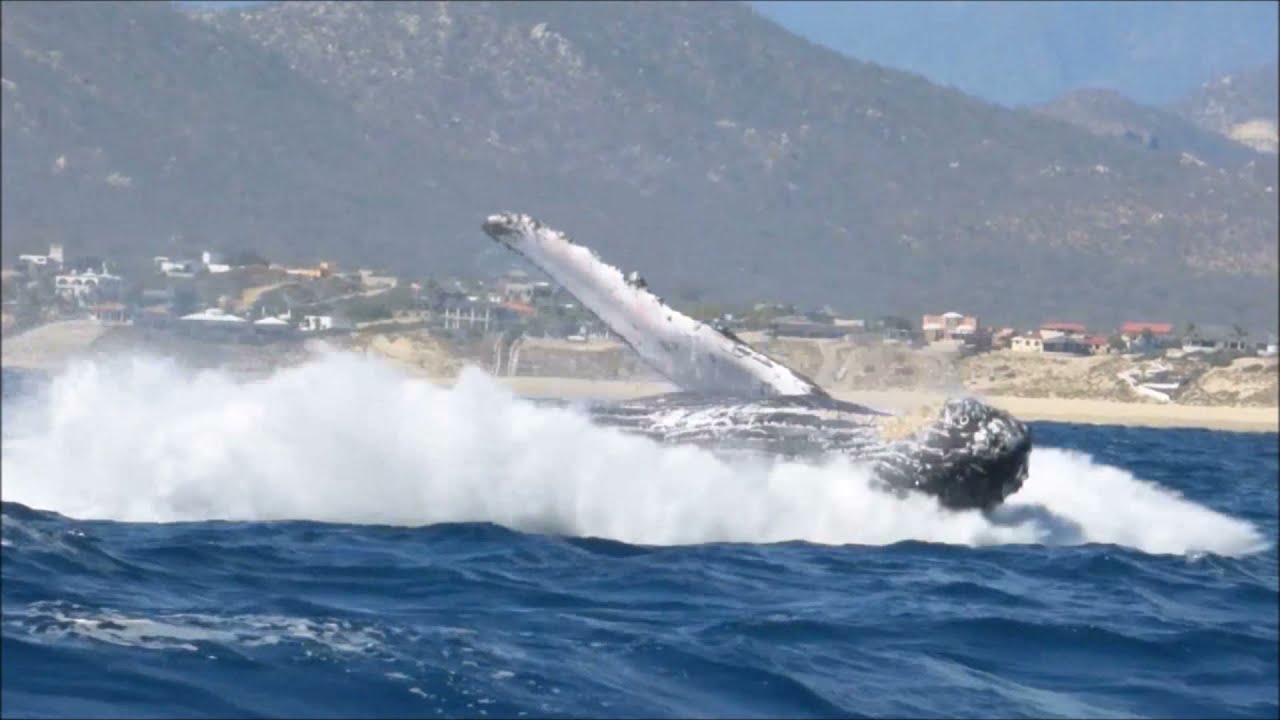 Avistamiento de ballenas en Los Cabos