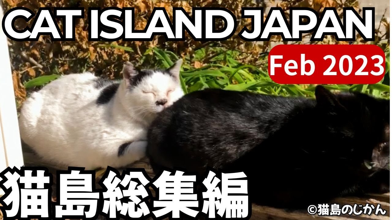 Feb.2023 CAT ISLAND JAPAN COMPILATION|2023年2月に出会った猫島の猫たち