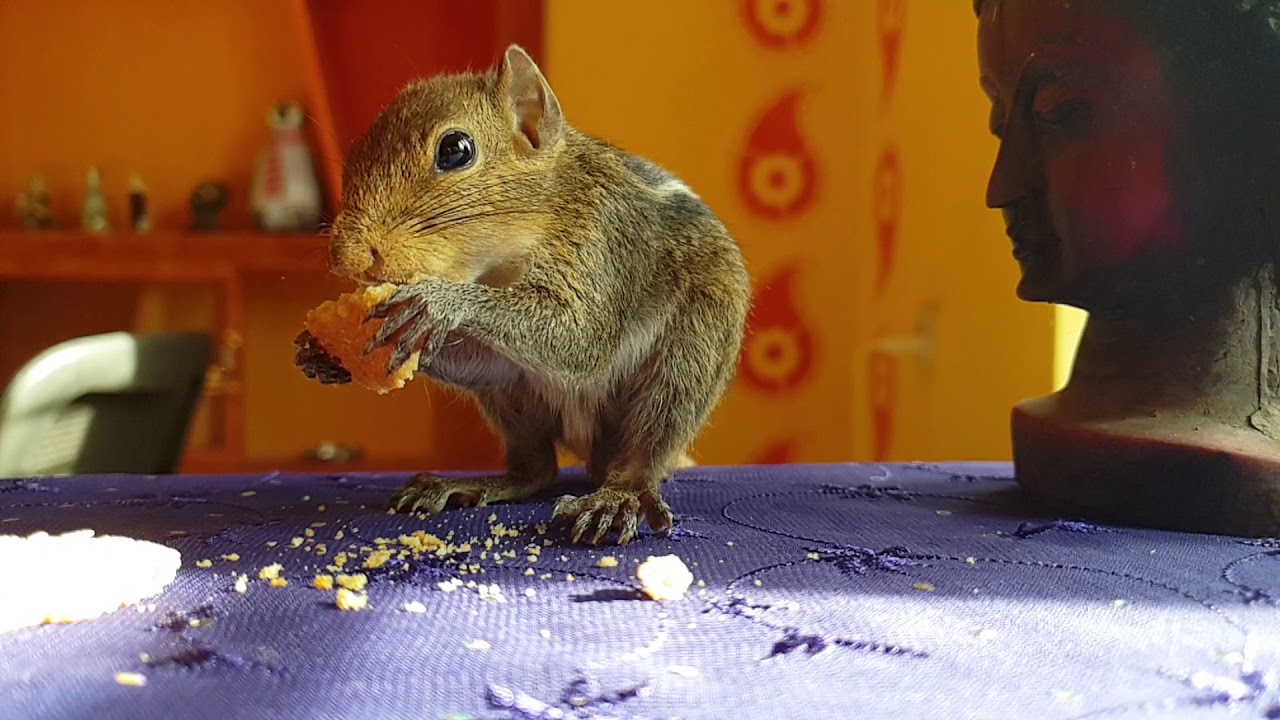 Squirrel munching!