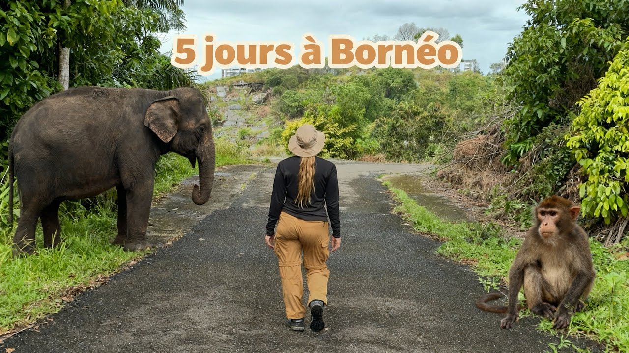 Bornéo : 5 jours au cœur d’une des dernières jungles du monde… ce que j’y ai découvert 🌎