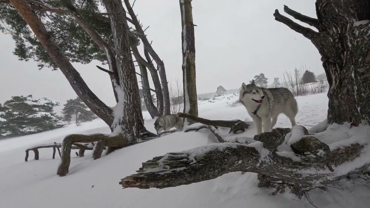 SNEEUWSTORM IN SOESTERDUINEN CODE ORANJE   7 JANUARI 2026