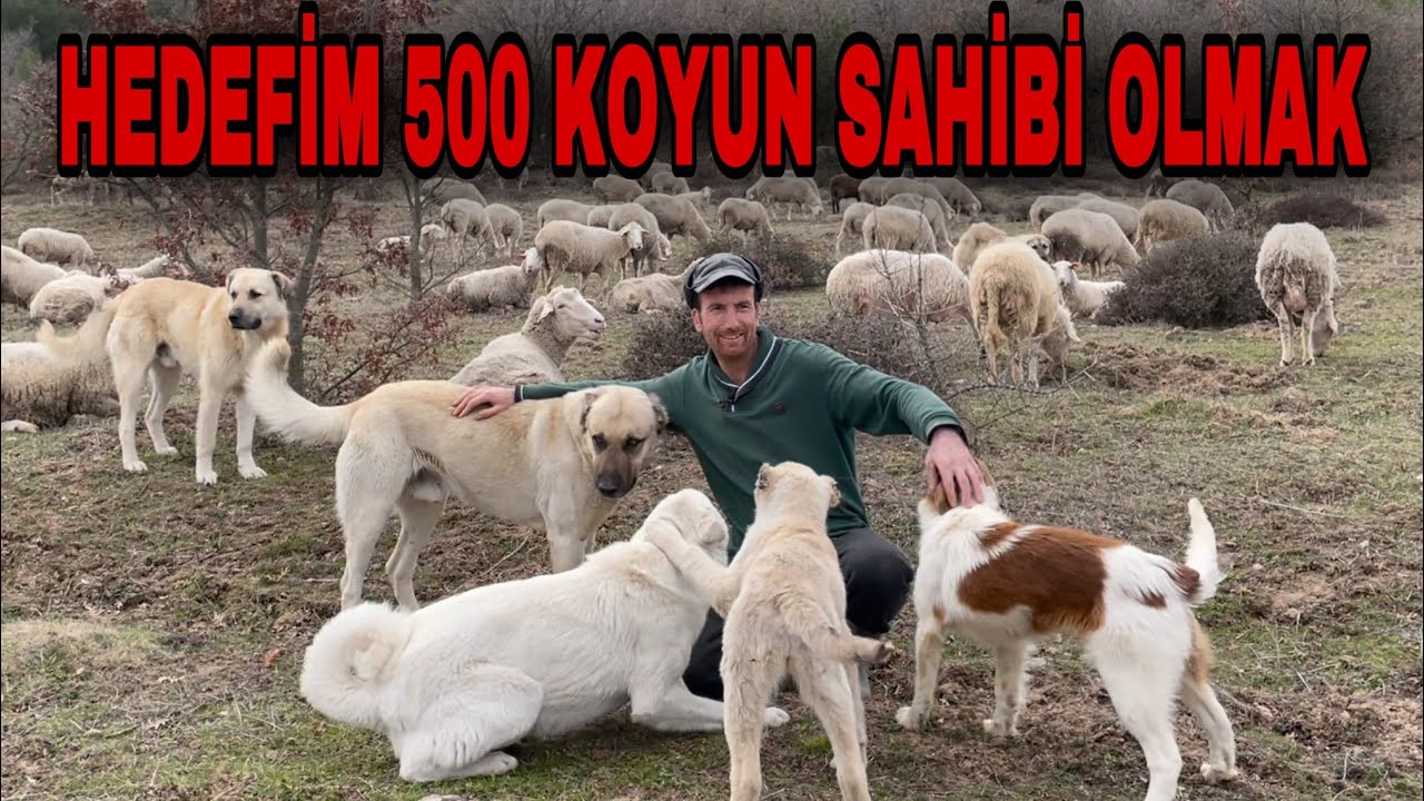 100 KOYUNDAN ALDIĞIM PARAYI HİÇ BİR YERDE KAZANAMAM !!