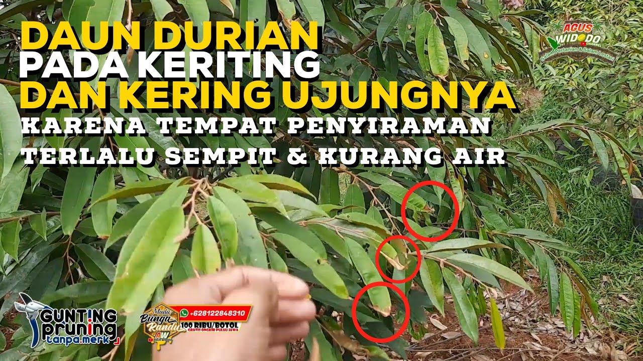 Cara Mengatasi Ujung Daun Durian  Gosong..! Beberapa Penyebabnya Bisa Pupuk Kandang Bisa Kurang Air.