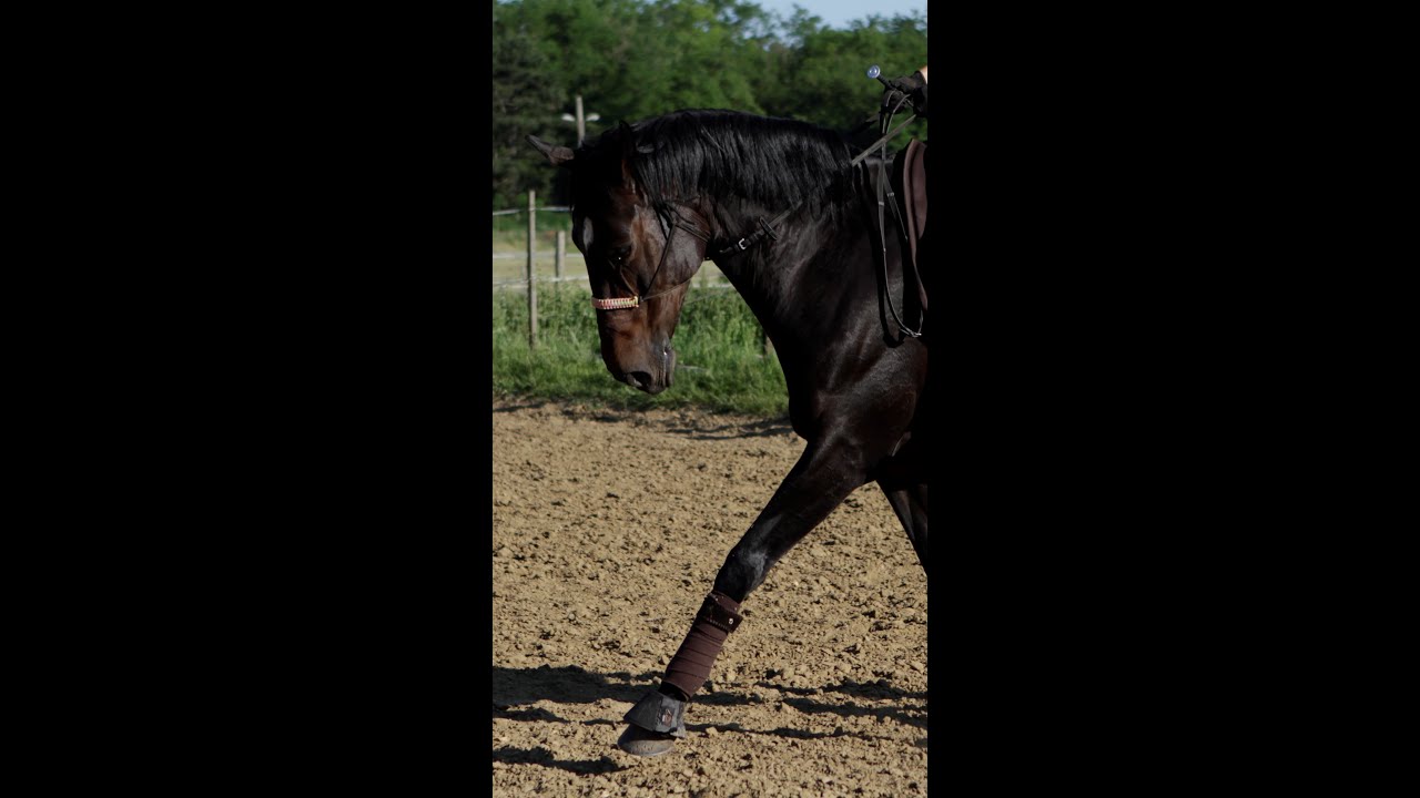 Bitless Dressage - My Way to Dressage -  training moments with Belle