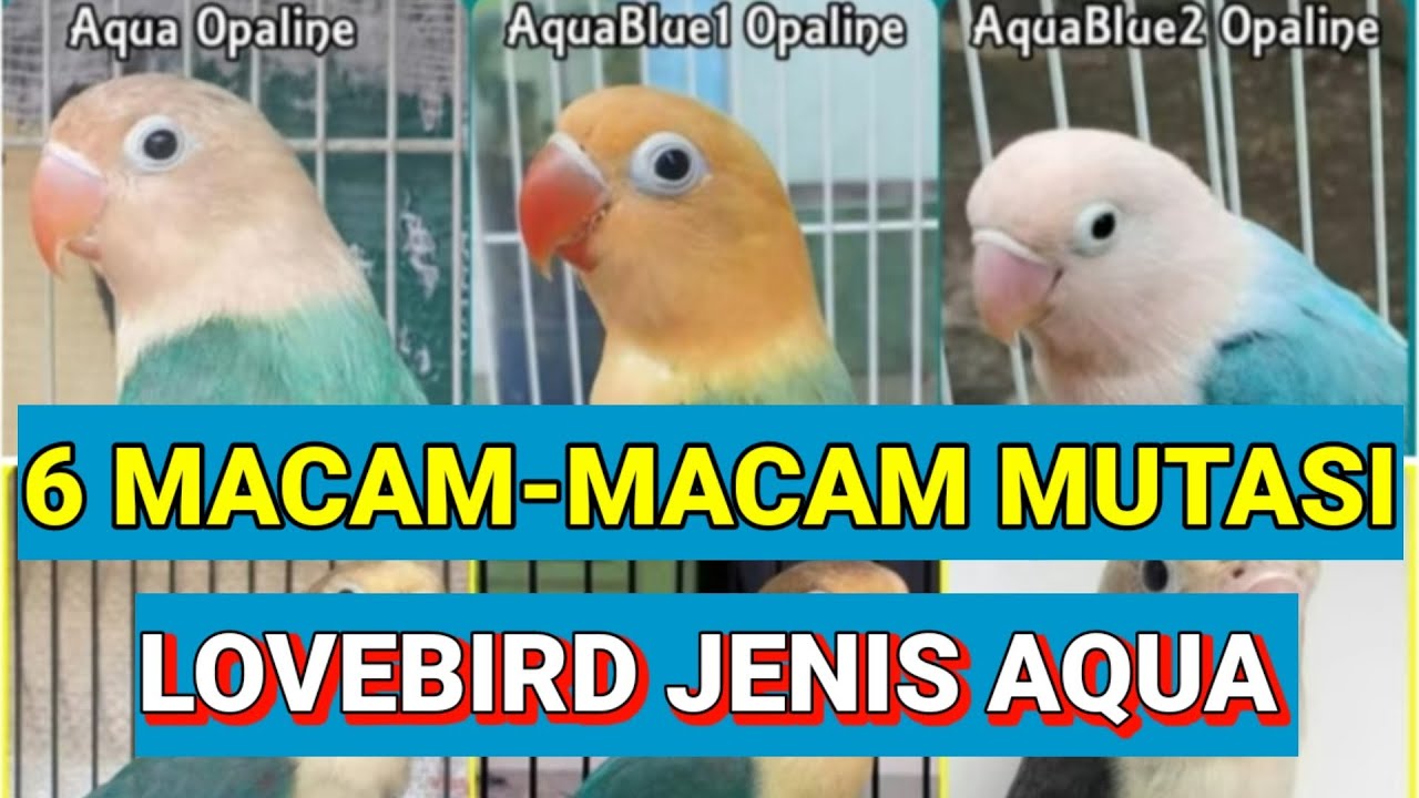 6 Macam-macam mutasi Lovebird jenis Aqua, no 6 super istimewa