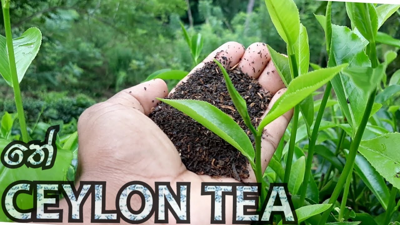 Sri Lanka Village in Tea Making Process /  ගෙදරදීම තේ කොල හදමු / best ceylon tea Recipe