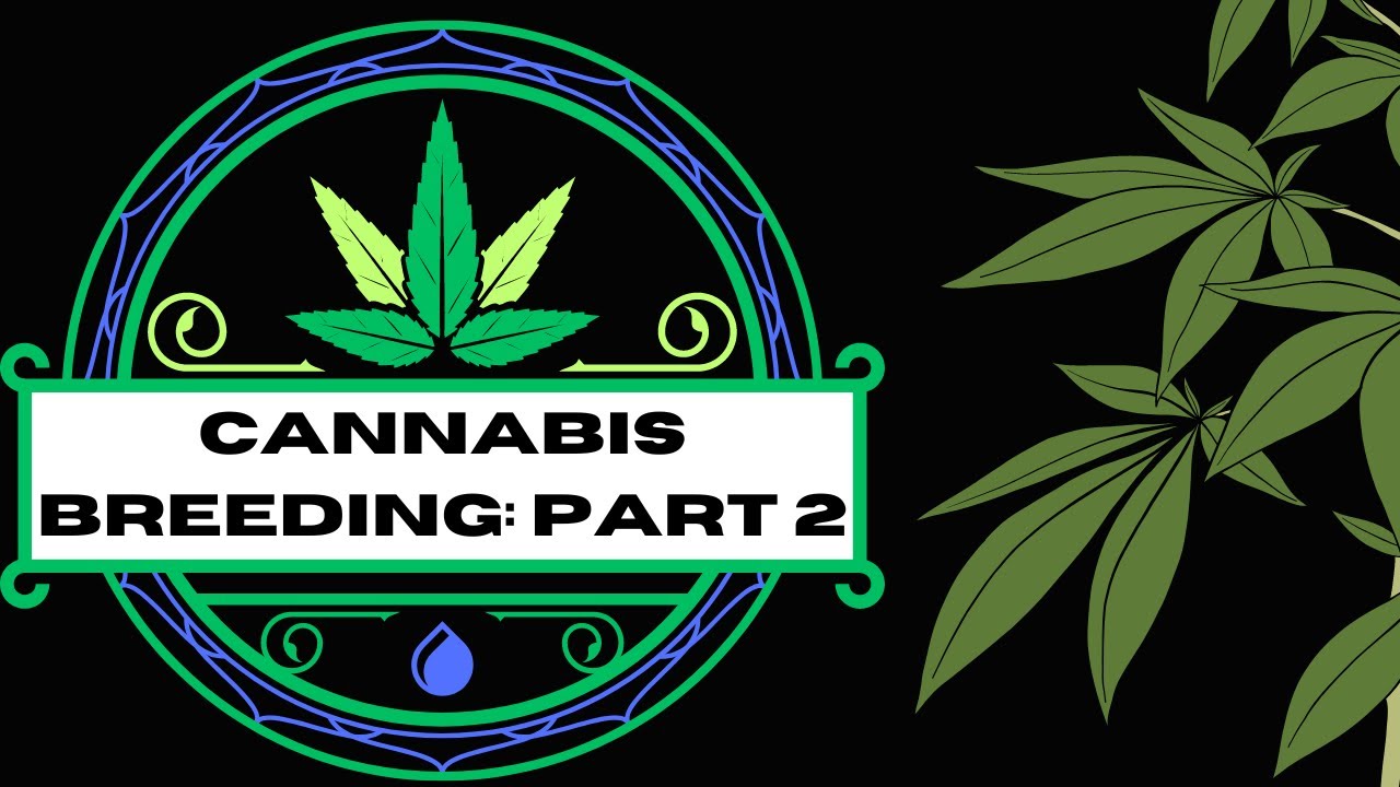 Cannabis Breeding part Two: Advanced Techniques