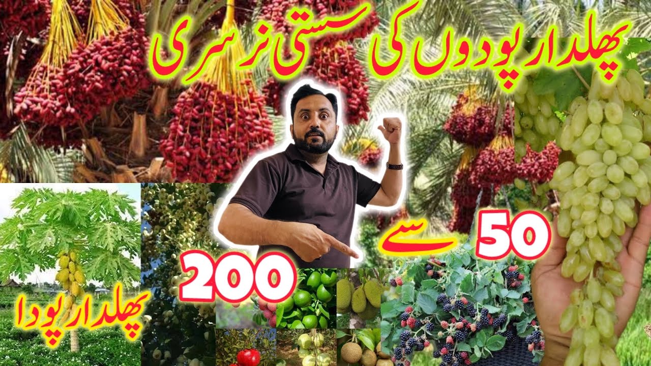 Cheapest fruit plant nursery || Fruit plant growing at Home || Best fruit plants for home garden