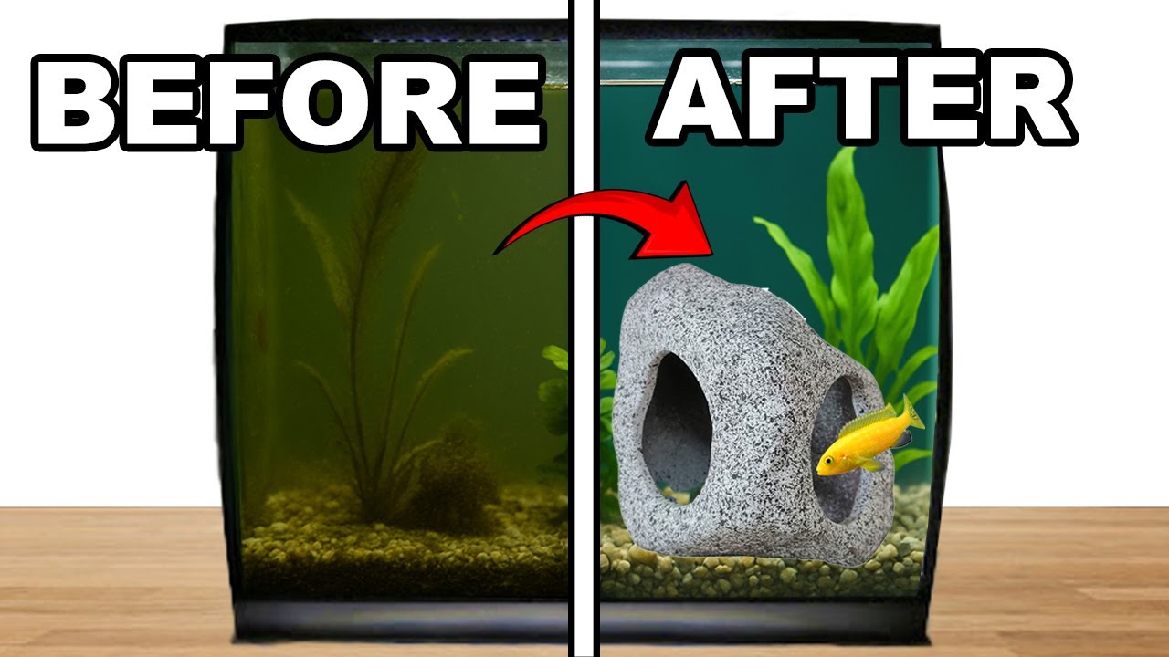 Transforming a Neglected Tank