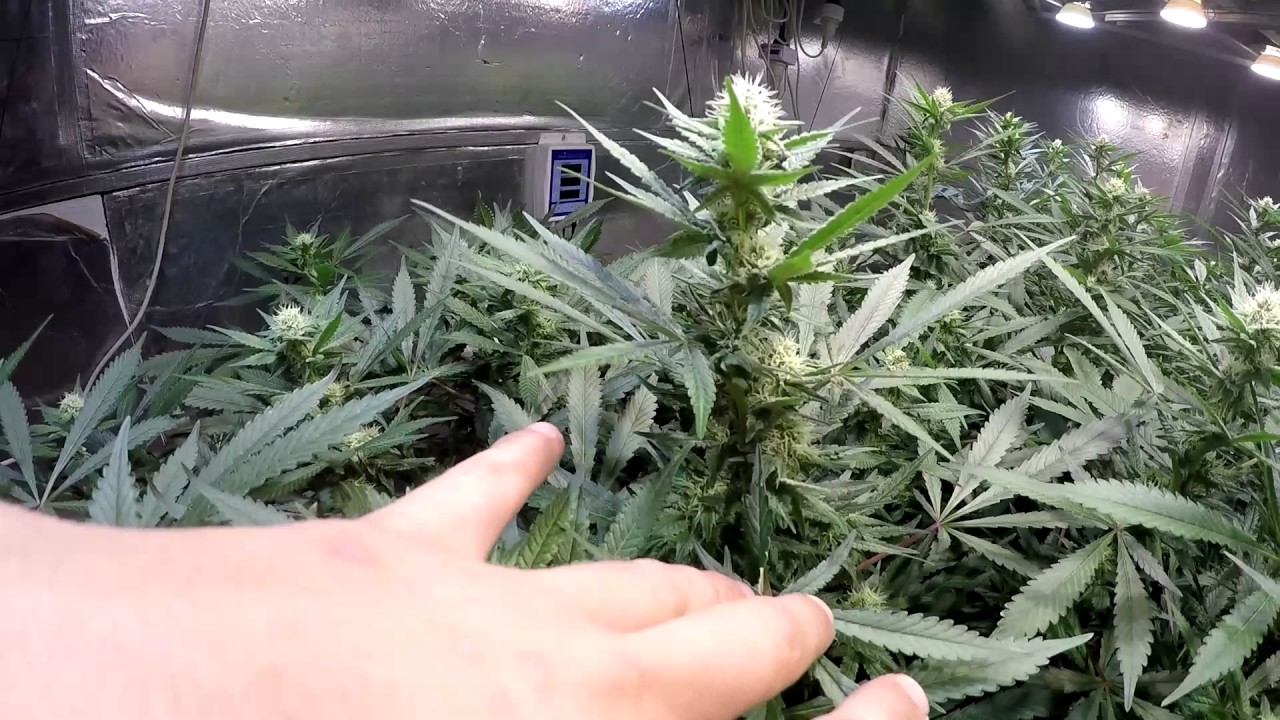 LED CXB3590 RDWC SCROG FLOWER UPDATE!!