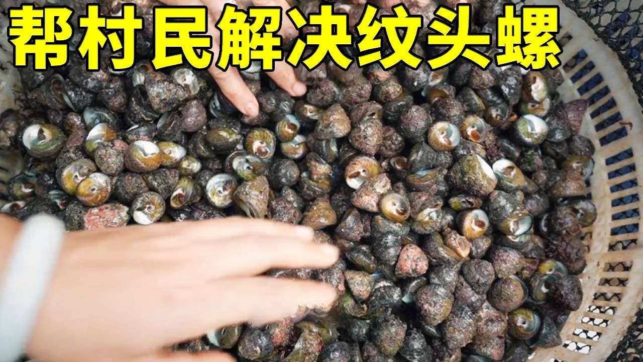 百斤紋頭螺因停航滯留，小漁心生一計做香辣螺肉，幫村民解決問題【漁小仙】