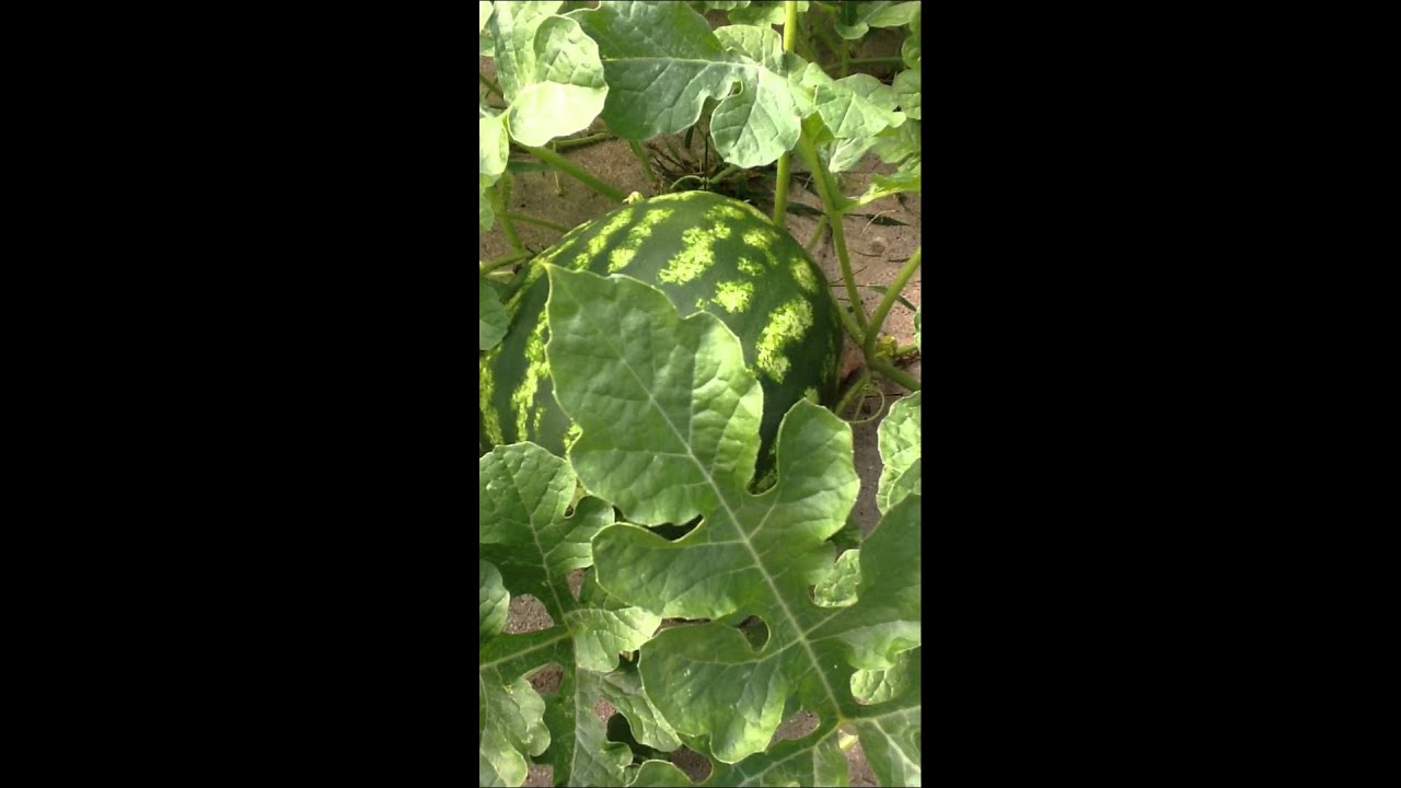 How to plant Burpee Crimson Sweet watermelon 2015