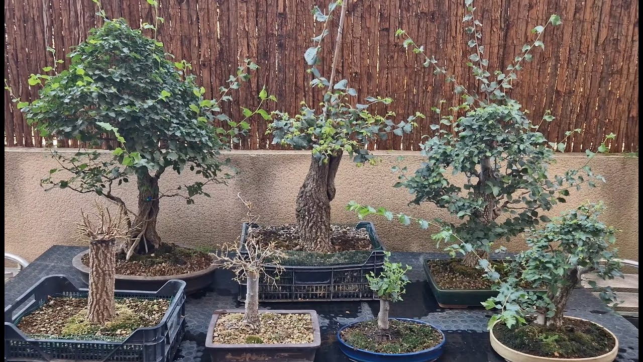 Algunos prebonsai de olmo a 12/06/2025