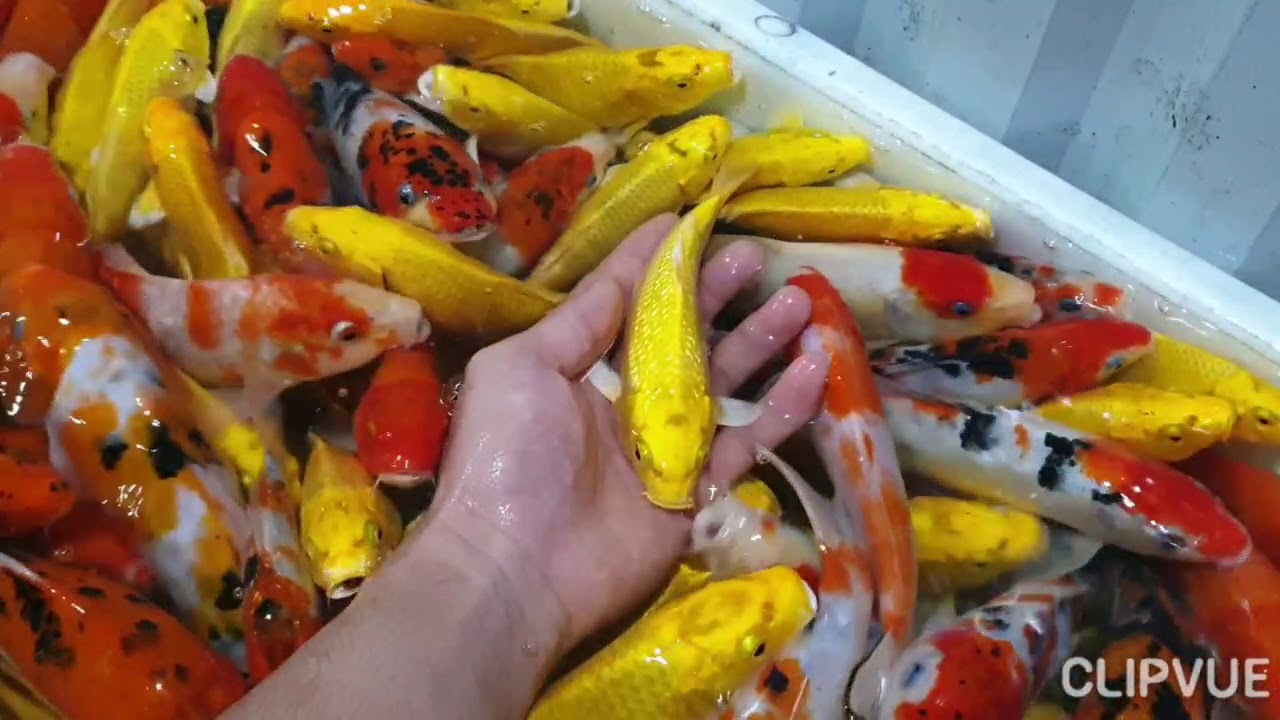 Cá Koi đẹp mới lên Phần 11. Hôm này là 5 bao size 15 đến 25 nhé cả nhà ơi...