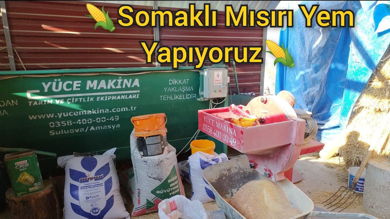 Hayvanlara Somaklı Mısırı Yeme Dönüştürüyoruz//Yüce Makina Yem Kırma Makinası Tanıtımı VE Kullanımı/