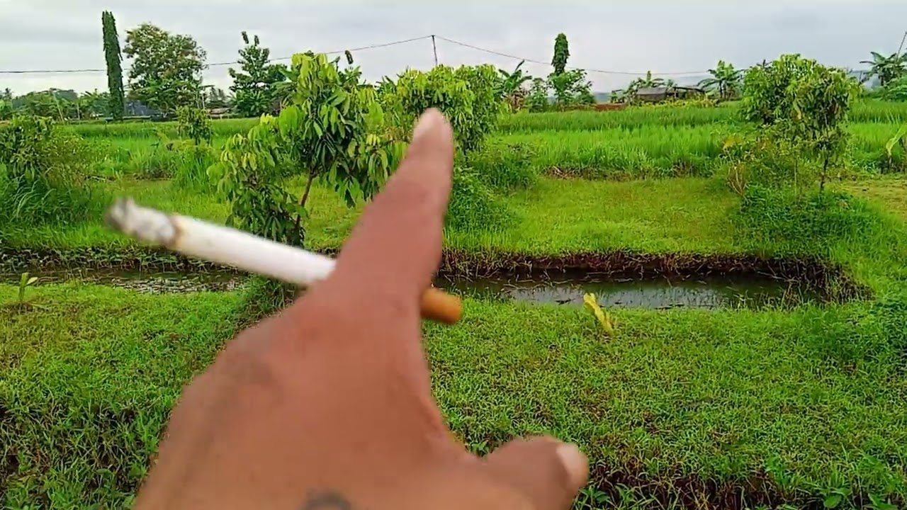 Kebun Klengkeng di sawah usia 1 tahun tanam 