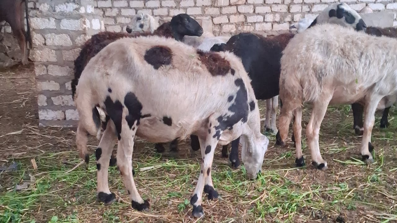 ت 14/2 اكبر واضخم قطيع غنم برديسى بيؤر بيؤر رؤاخى المواليد والسعر حصرى عند ابو كيان ت 01119110267