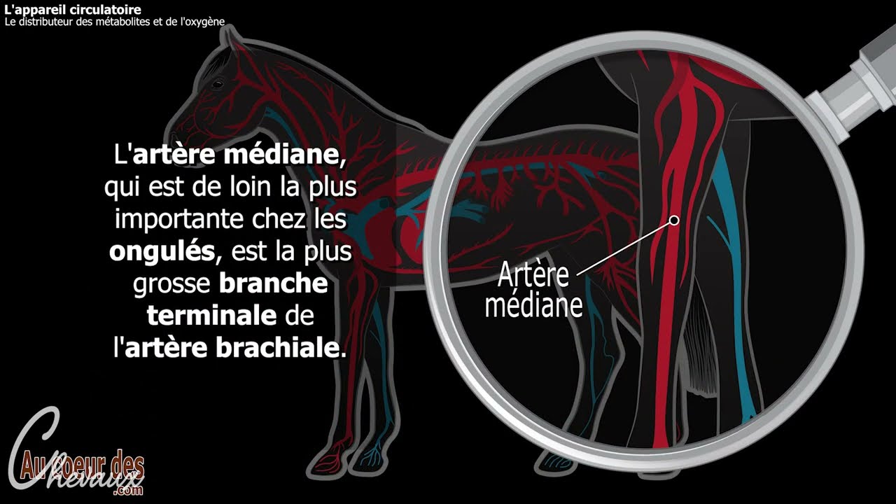 Hippologie - L'appareil circulatoire du cheval - Les vaisseaux art&eacute;riels
