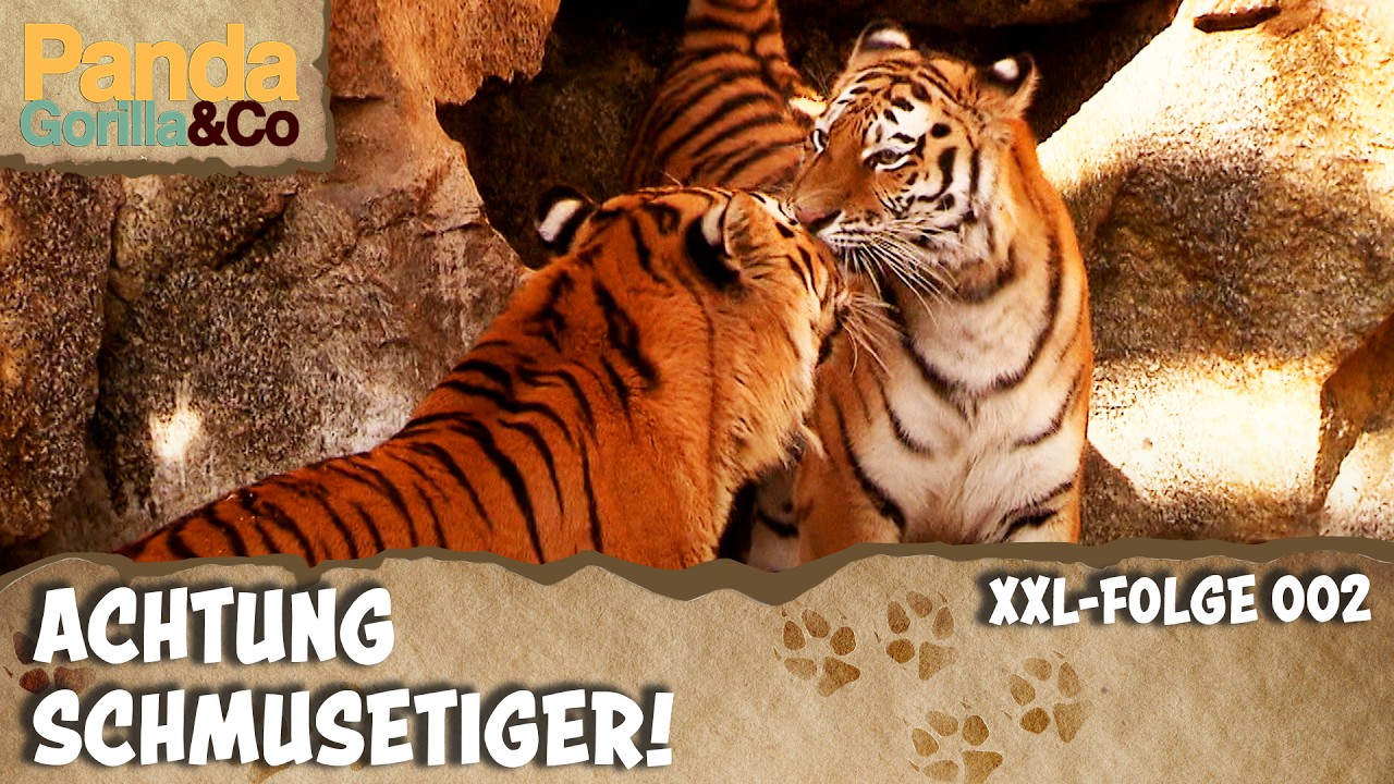XXL-Valentinstag-Spezial: Bei den Tigern im Zoo ist Liebe Programm | Panda, Gorilla & Co.