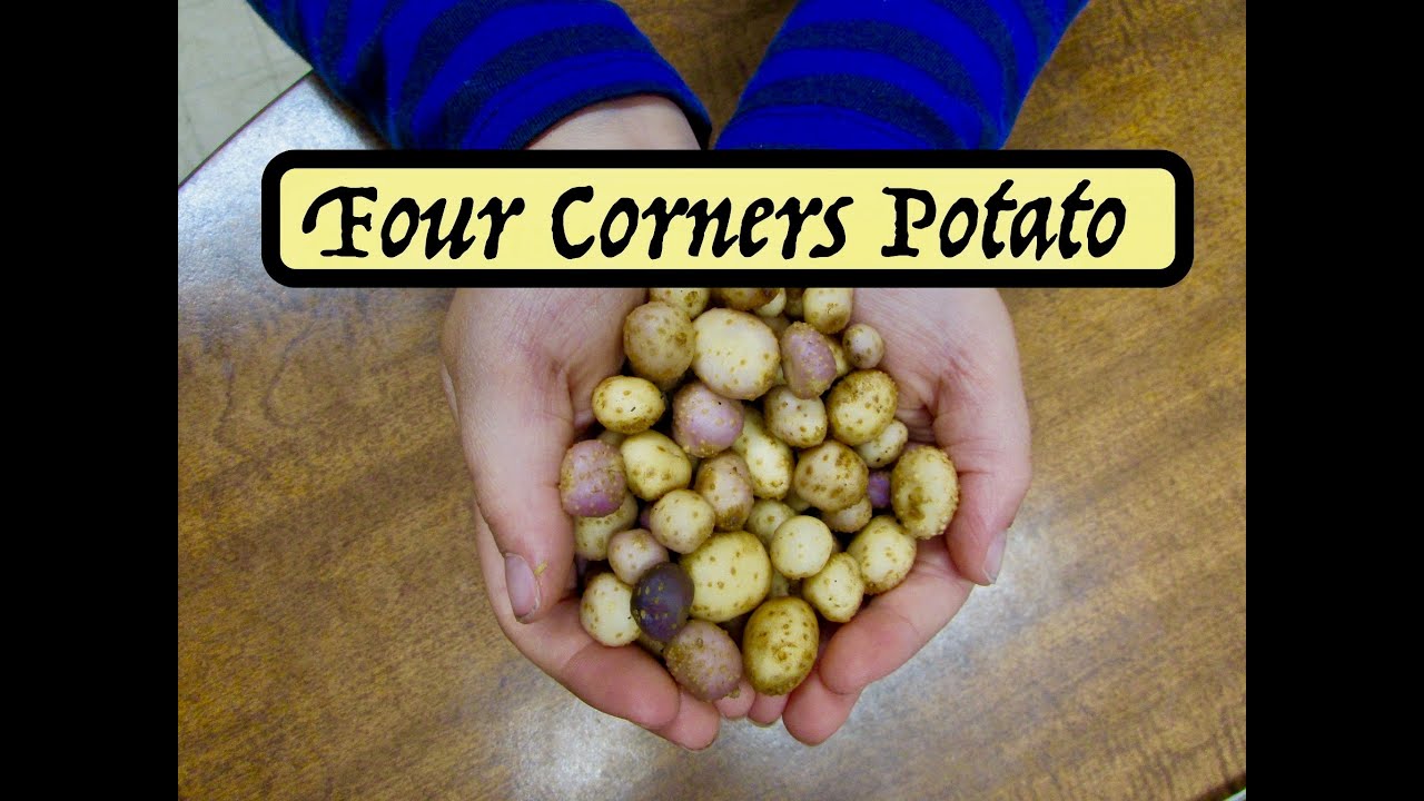 Growing Four Corners Potato - Solanum jamesii