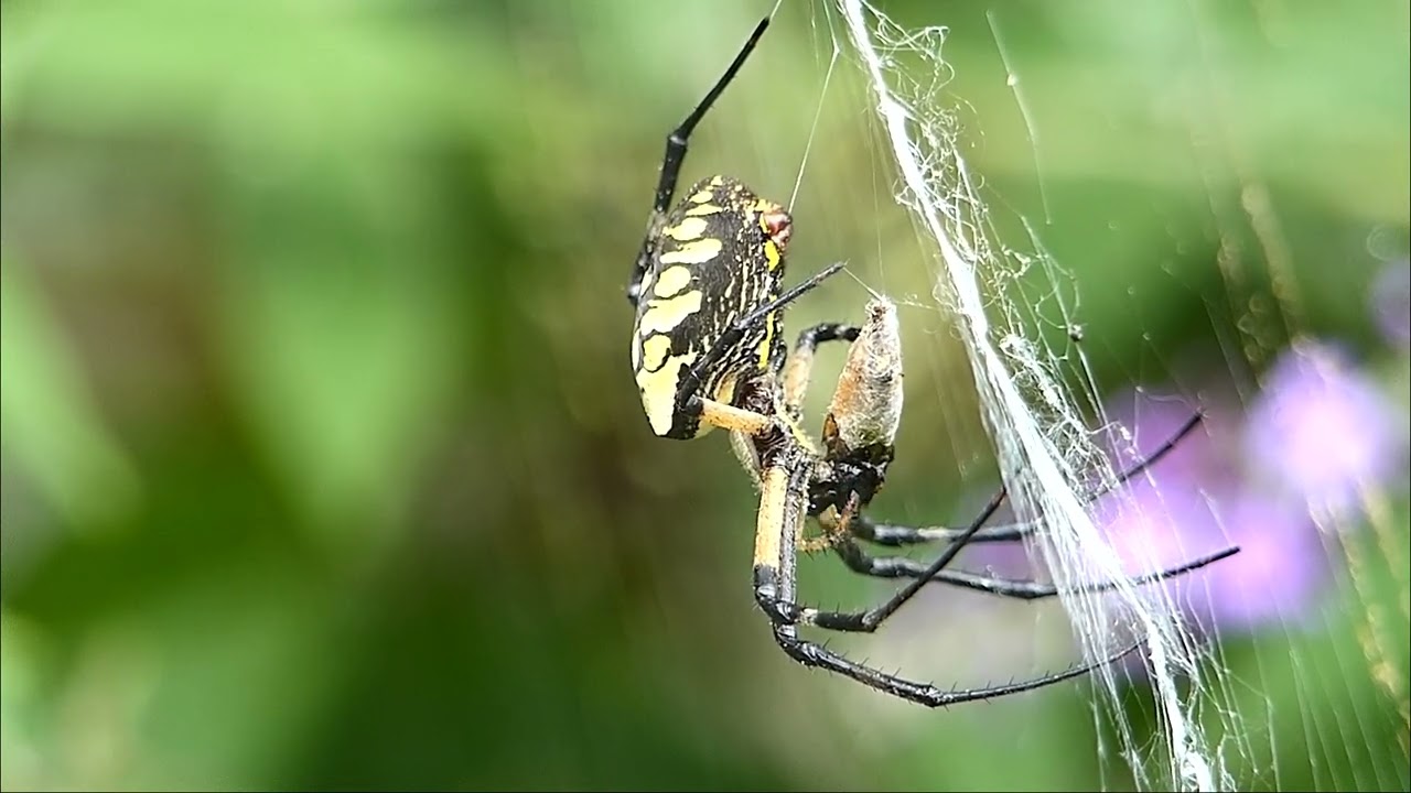 Argiope Aurantia / Yellow Garden Spider