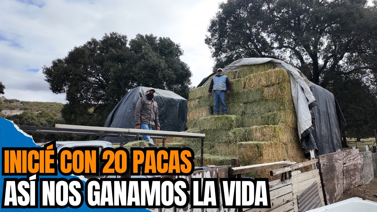 De 20 a CIENTOS DE PACAS DE ALFALFA | Así se gana el dinero en el rancho🌳