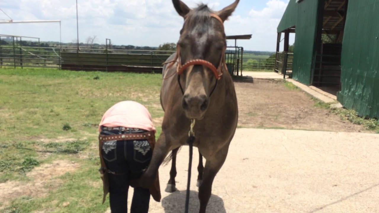 Noavel Headstall Review