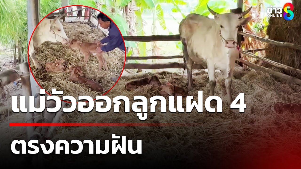 แม่วัวออกลูกแฝด 4 ตรงความฝัน | 22 มี.ค. 68 | คุยข่าวเช้าสัญจรช่อง8