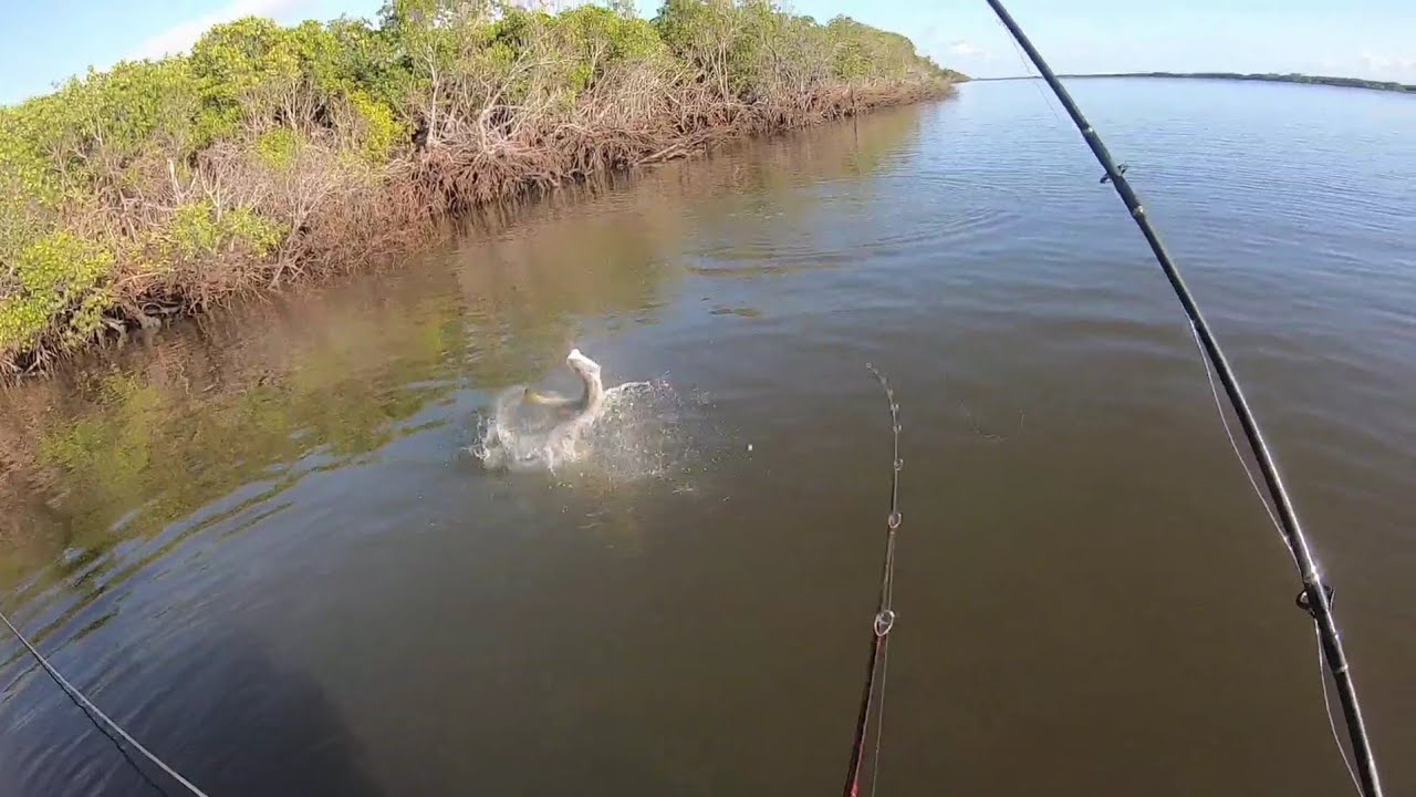 4. LIVE BAIT FISHING down the local.  #burdekin #barramundi #mangrovejack #bullshark