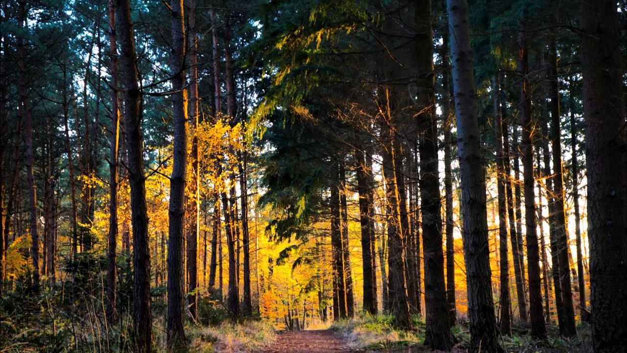 Journey to the Heart of the Forest - Pathworking