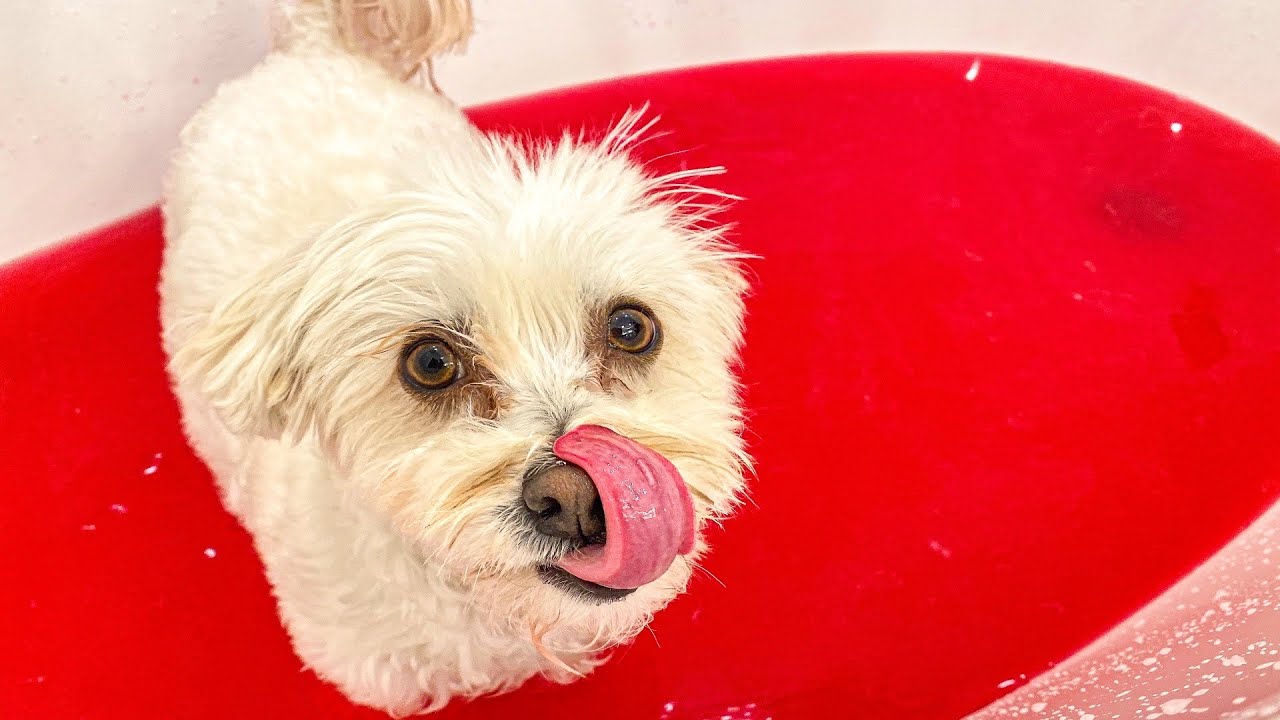 PUPPY VS JELLO!!