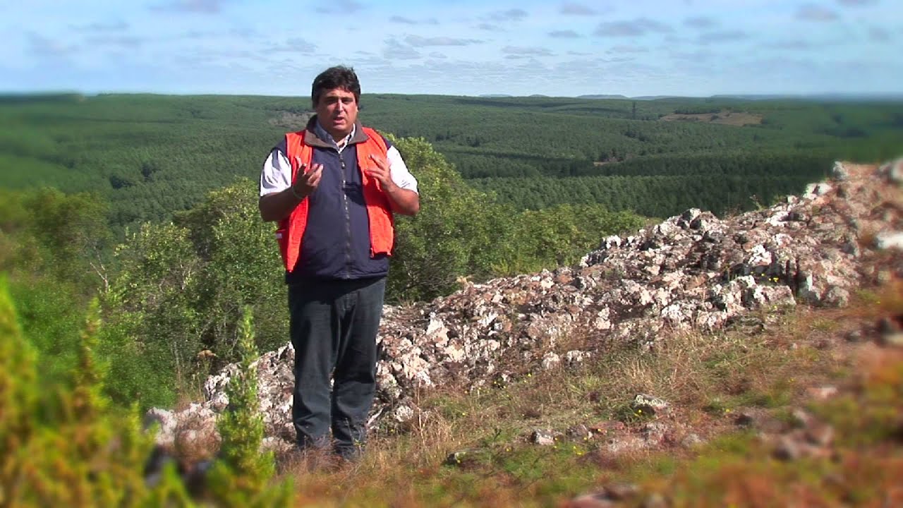 La Forestación y el Medio Ambiente en Uruguay