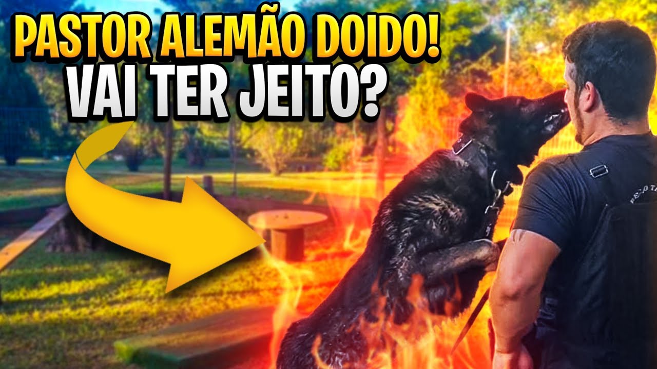 DOMANDO UM PASTOR ALEMÃO DOIDO? DÁ CERTO?