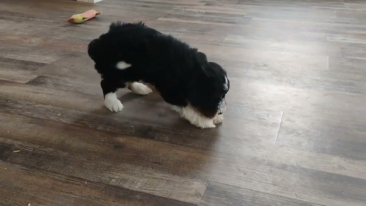 Zeke! Micro Mini Bernedoodle