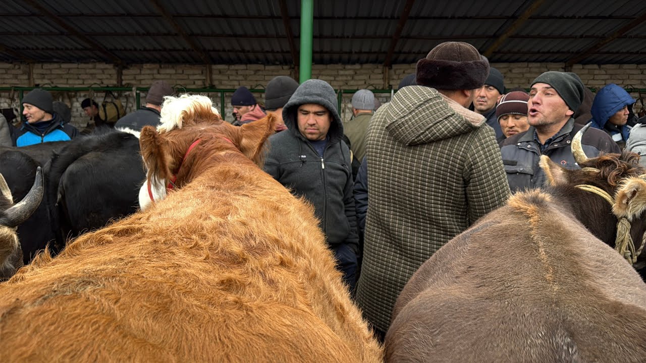 Shahidon mol bozori sigirlar narhlari bilan tanishing 20.01.2026yil