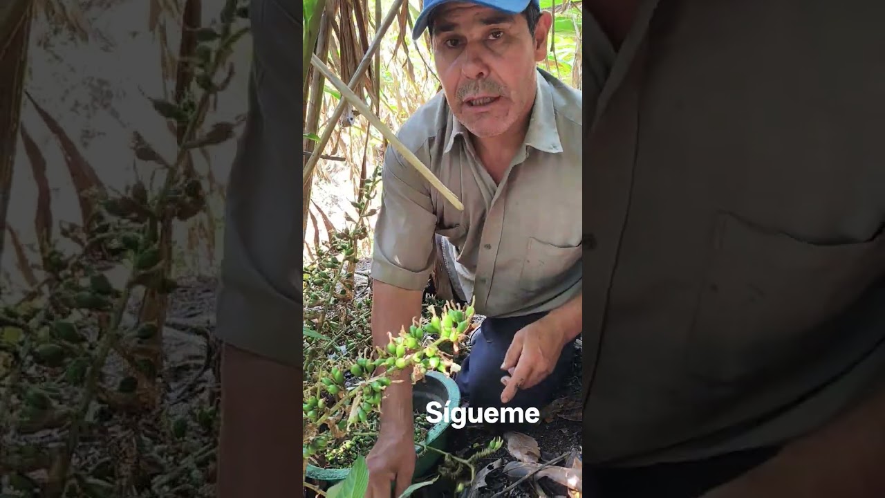 como es el cultivo de cardamomo. #nature #maizzando #agricultura #travel #hiking