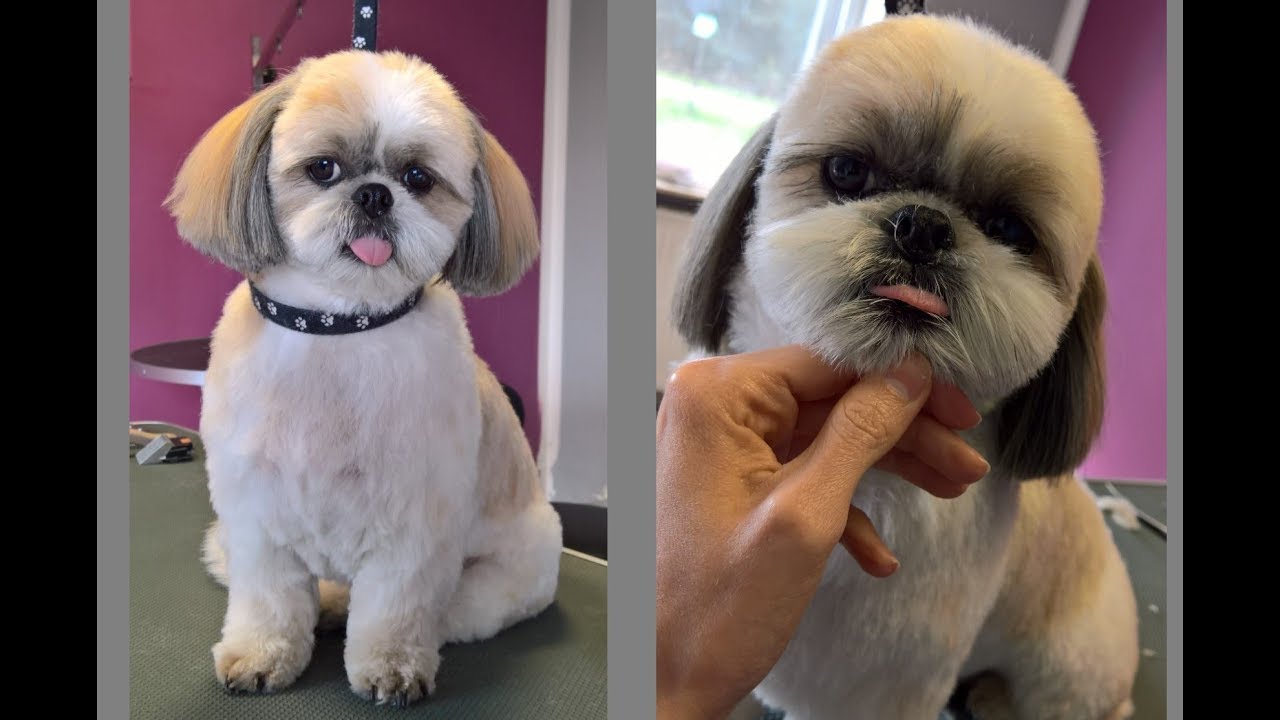Grooming Guide - Grooming Shih Tzu #23